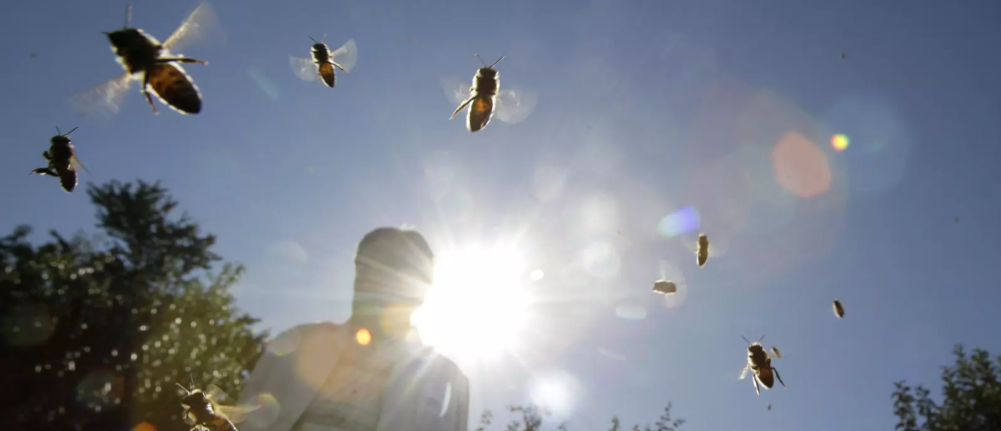 Honeybees are transforming the lives of mangrove farmers in Viet Nam – here’s how